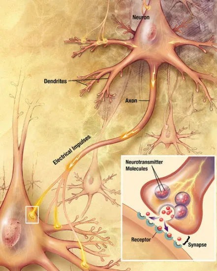 chemical-synapse