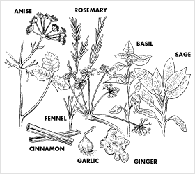 fgnt3502 Healthy Cooking with Herbs: Here Are the Best Herbs for Cooking